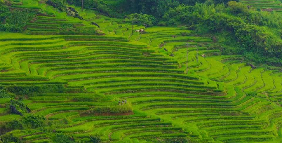 Các loại gạo bán chạy