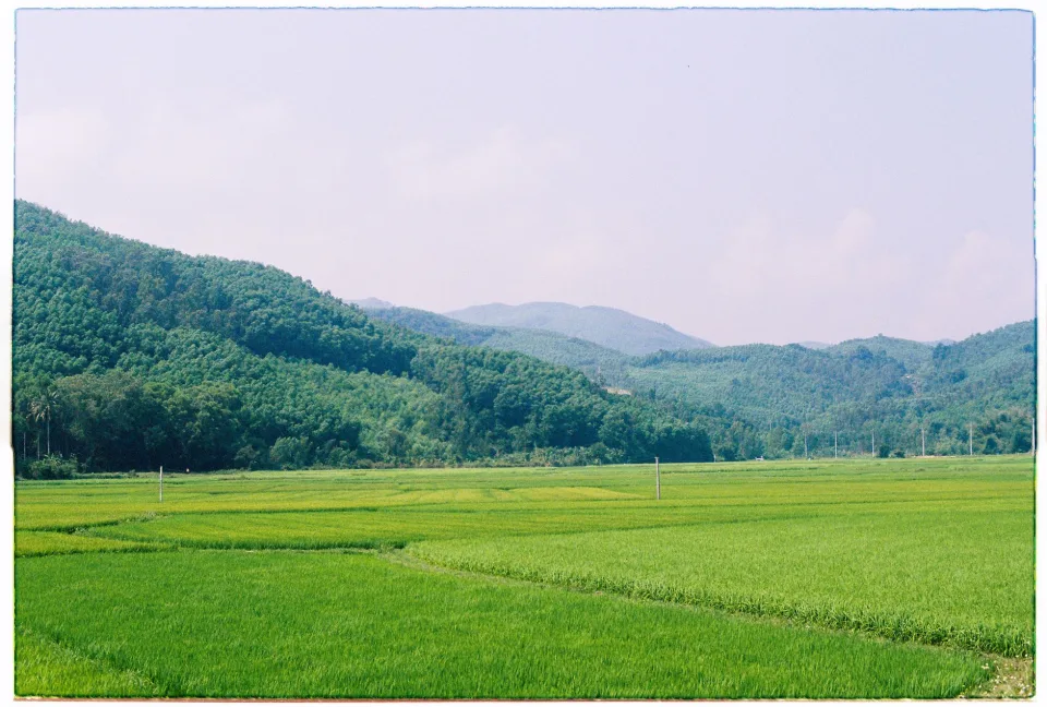 Các loại gạo bán chạy