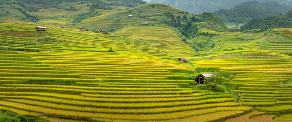 Bao gạo gia đình