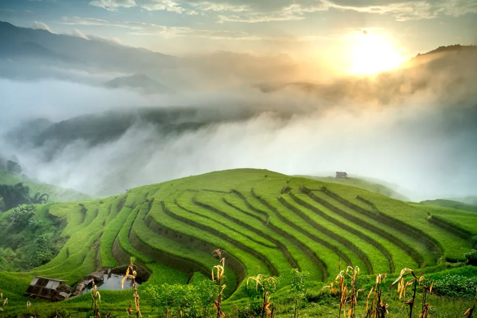 Mua gạo tại Trần Thị Thư