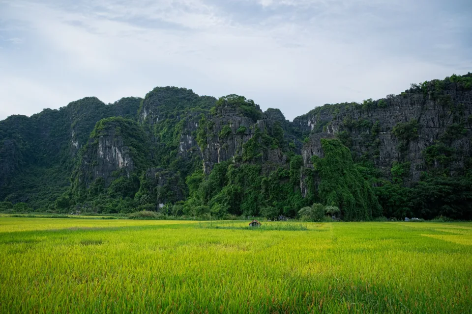 Các loại gạo bán chạy