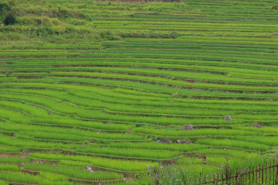 Gạo lứt nguyên cám