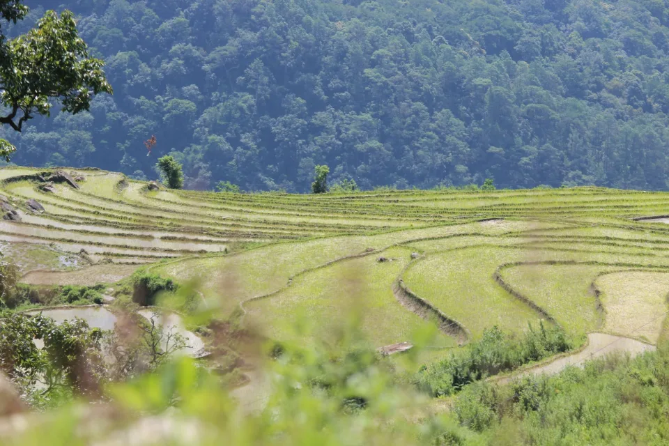 Gạo Nhật dẻo