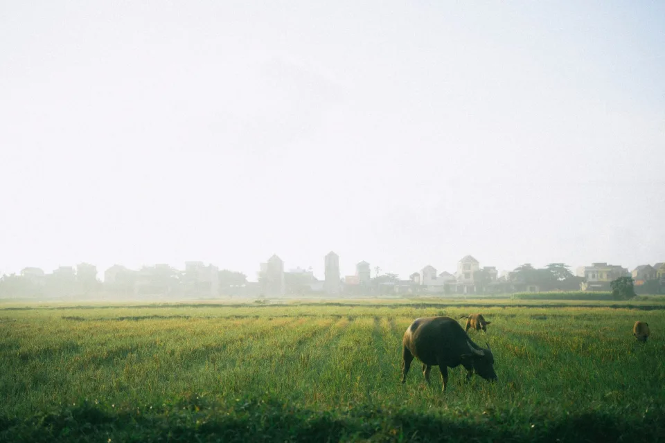 Các loại gạo bán chạy